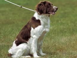 犬を家族に迎える前に